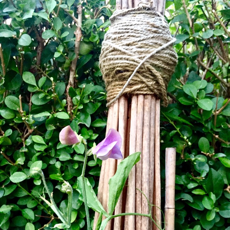 plant image 408069