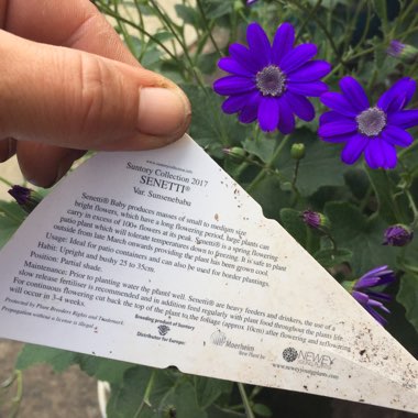 Pericallis x hybrida 'Sunsenebabu' (Senetti Series) syn. Pericallis 'Senetti Baby Blue'