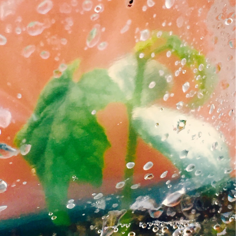 plant image 41966