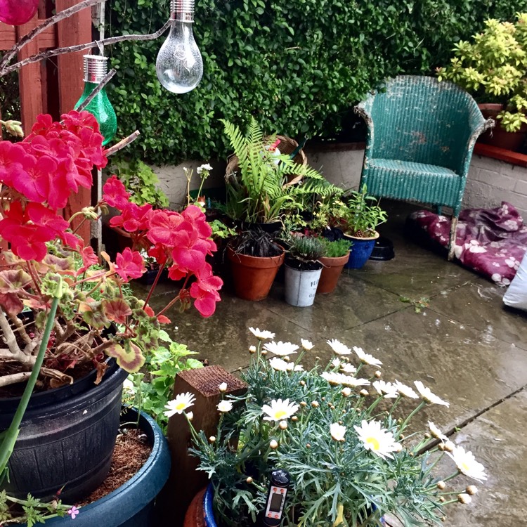 plant image 420800