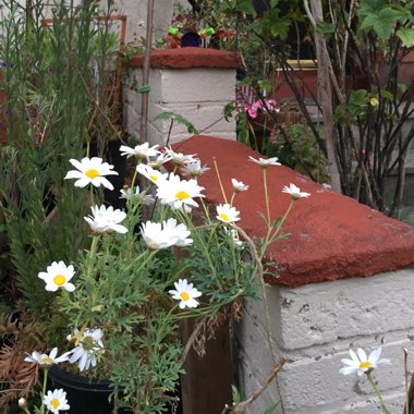 Argyranthemum 'Summit White'