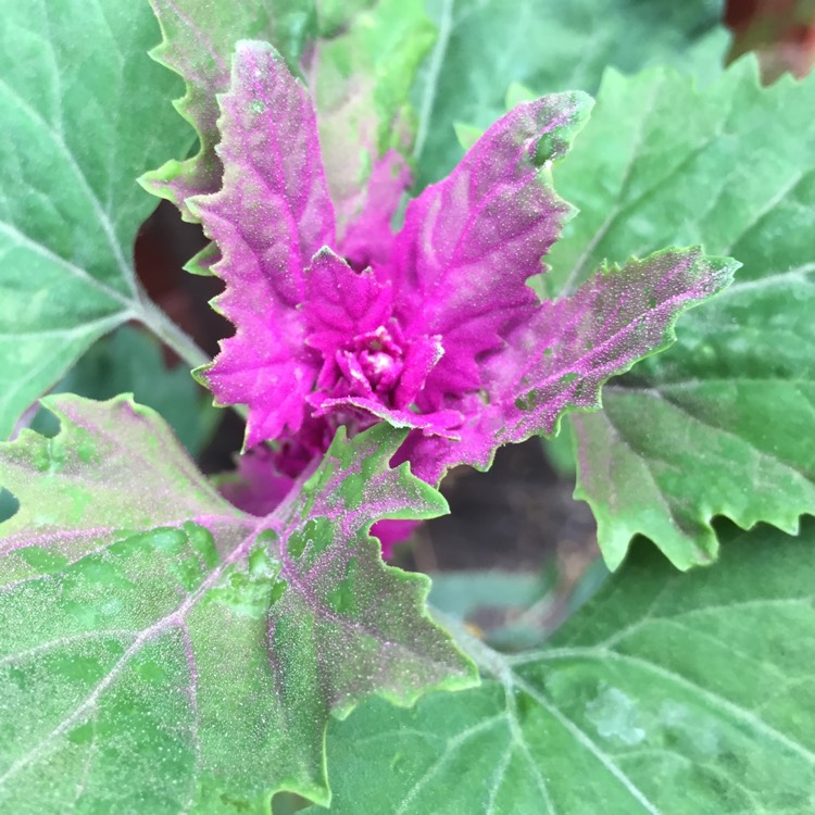 plant image 451526