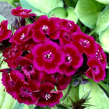 Dianthus barbatus 'Kaleidoscope Mix'