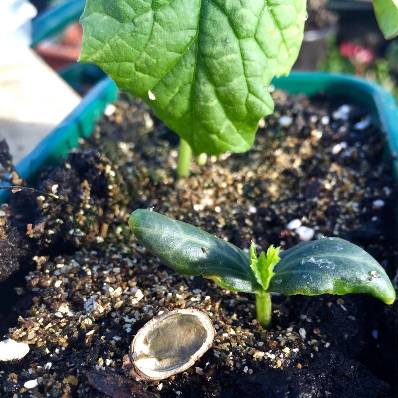 Luffa aegyptiaca