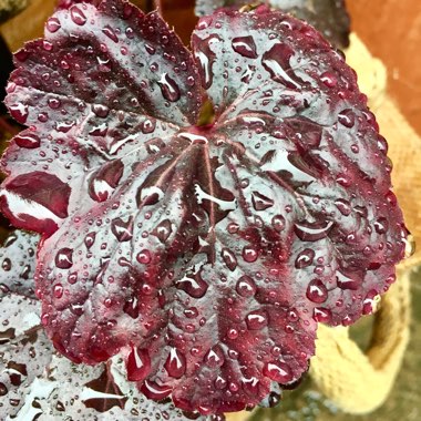 Heuchera 'Chocolate Ruffles'