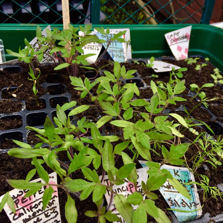 plant image 473111