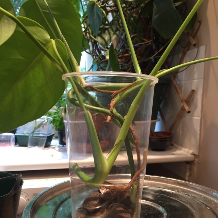 Plant image Monstera deliciosa