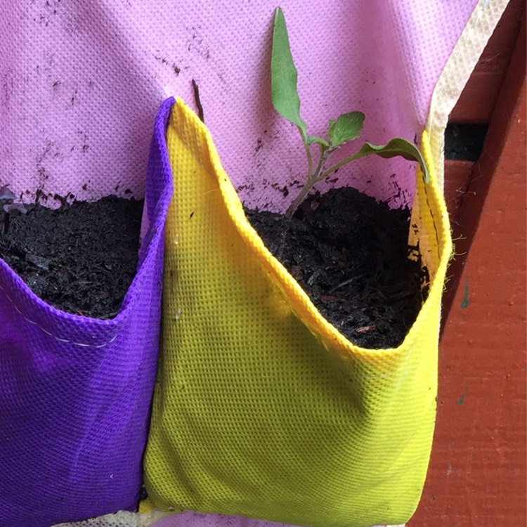 plant image 481510