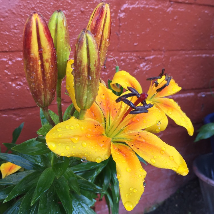 plant image 492679