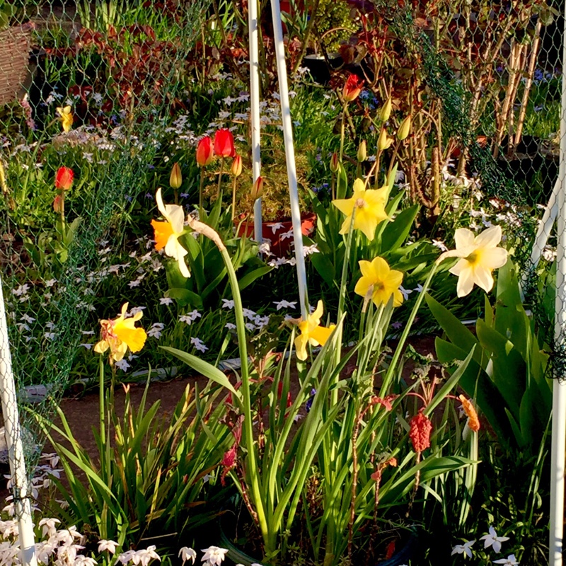 plant image 49351 plant image 49351