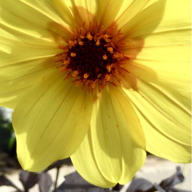 Dahlia 'Knockout' syn. Dahlia 'Mystic Illusion', Dahlia 'Mystic Sun', Dahlia 'Mystic Knockout', Dahlia 'Mystic Ladies Knockout'