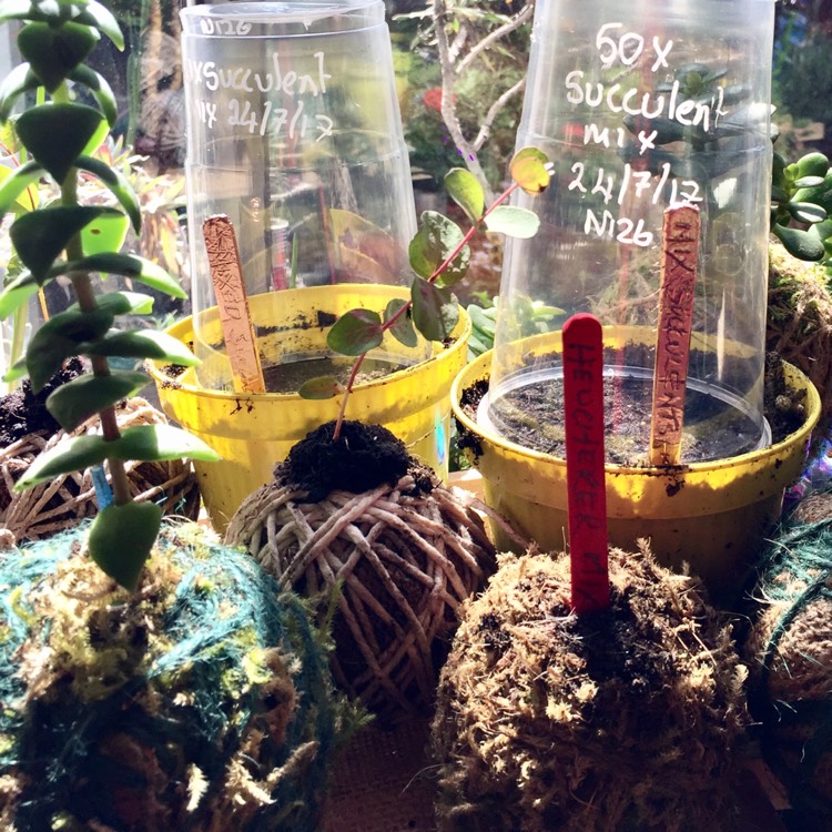 plant image 497983