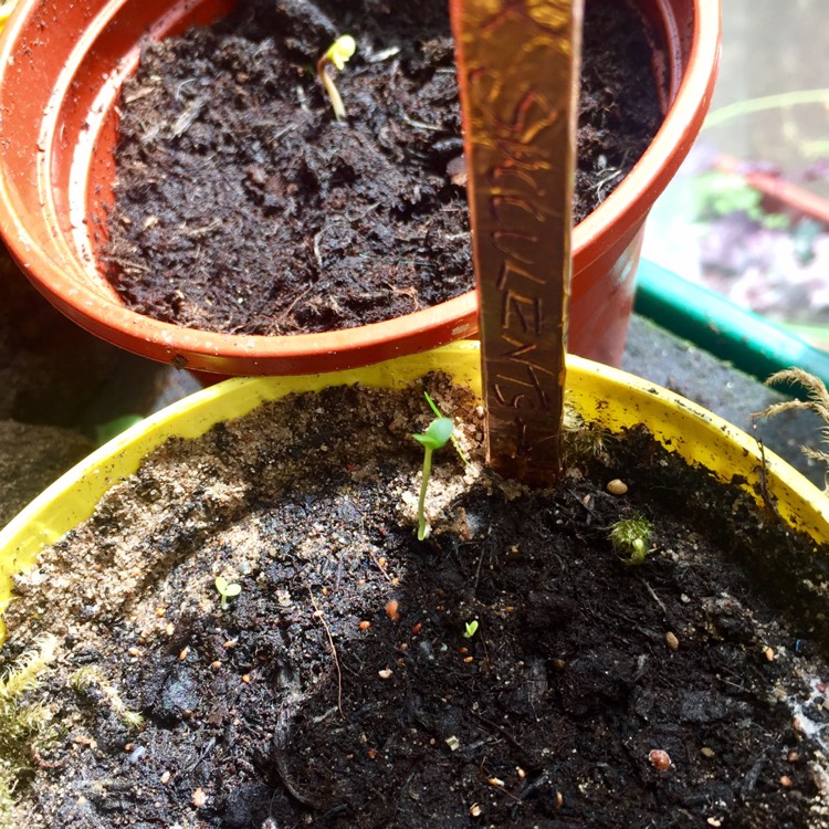 plant image 503746