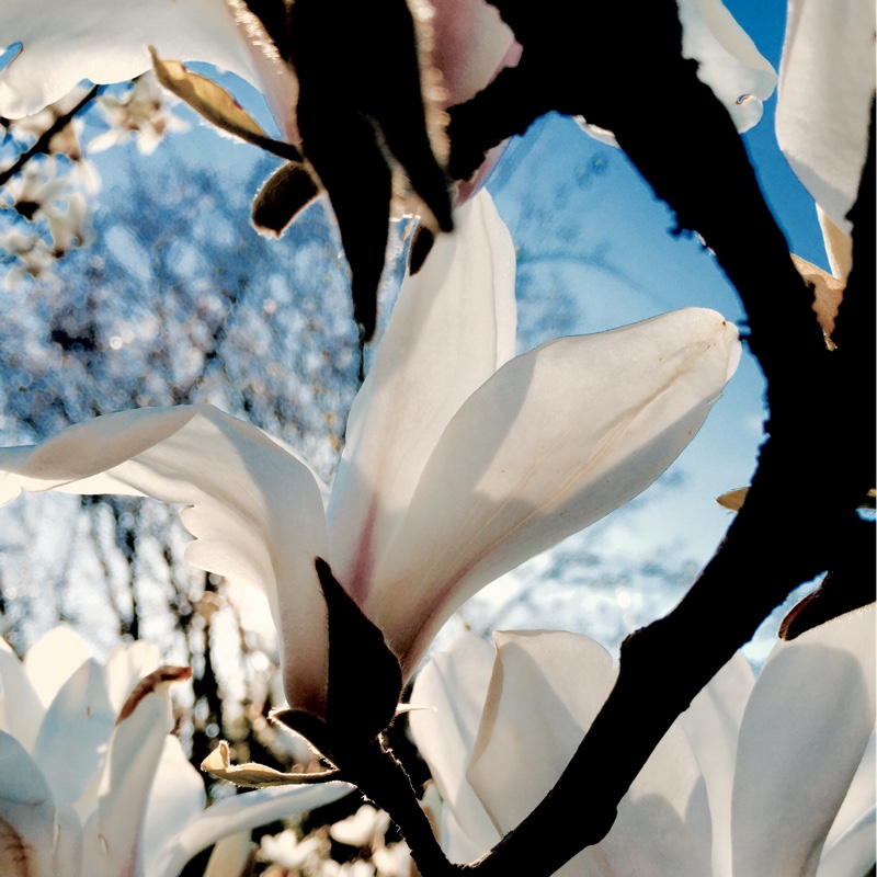 Plant image Magnolia x soulangeana