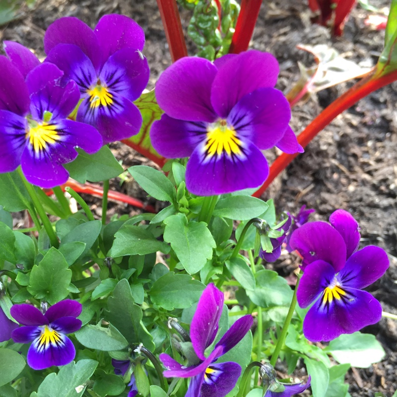 Viola cornuta 'Celestial™ Northern Lights'