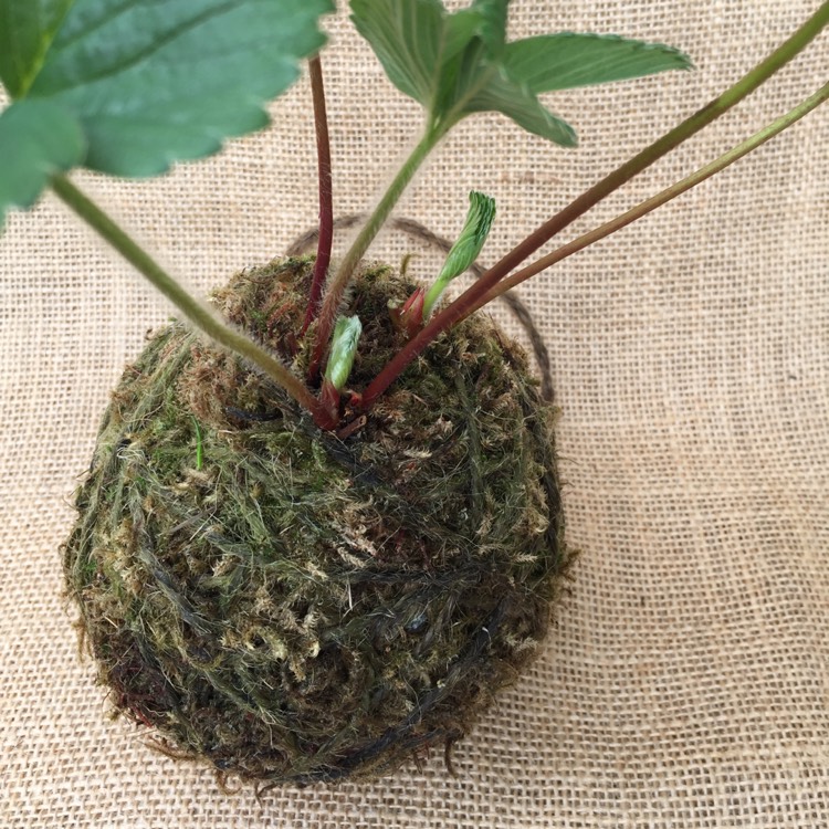 Plant image Spathiphyllum wallisii