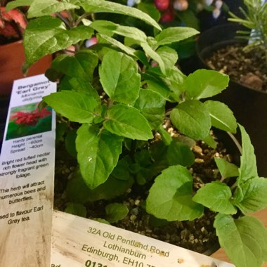 Monarda didyma 'Earl Grey'