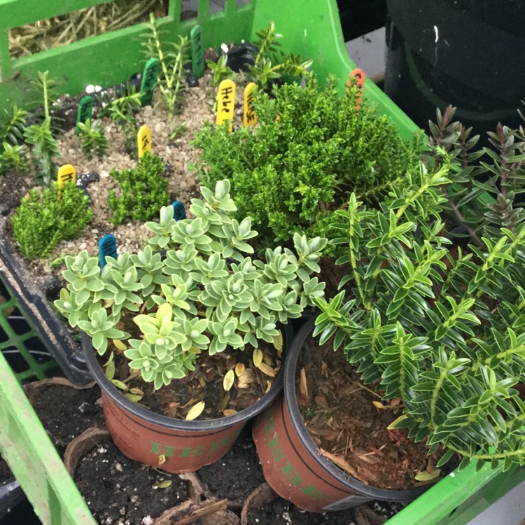 plant image 547605
