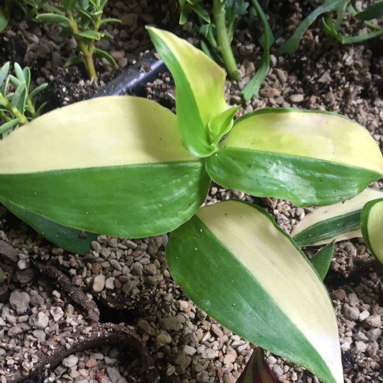 Plant image Tradescantia fluminensis