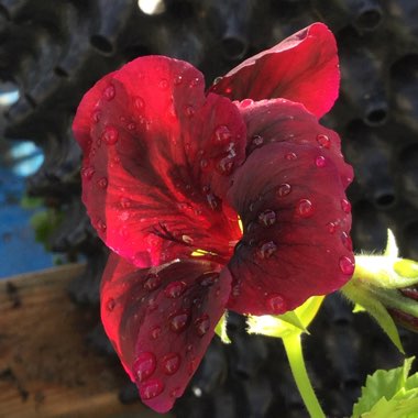 Pelargonium 'Regalia Chocolate'