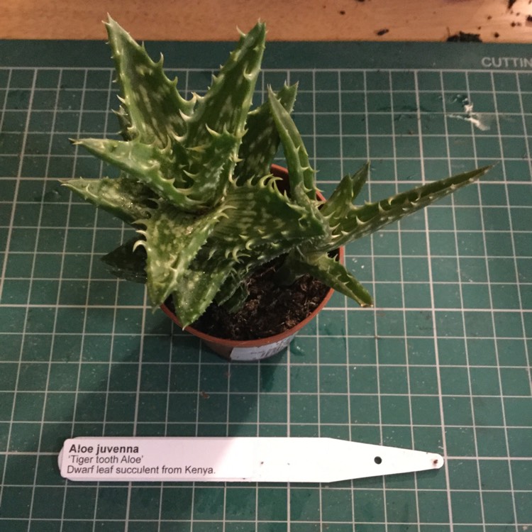 Plant image Aloe 'Juvenna'
