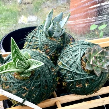 Aloe 'Juvenna'