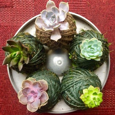 Echeveria Perle Von Nurnberg