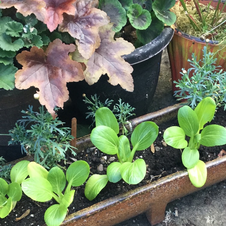 Plant image Brassica Rapa var Chinensis