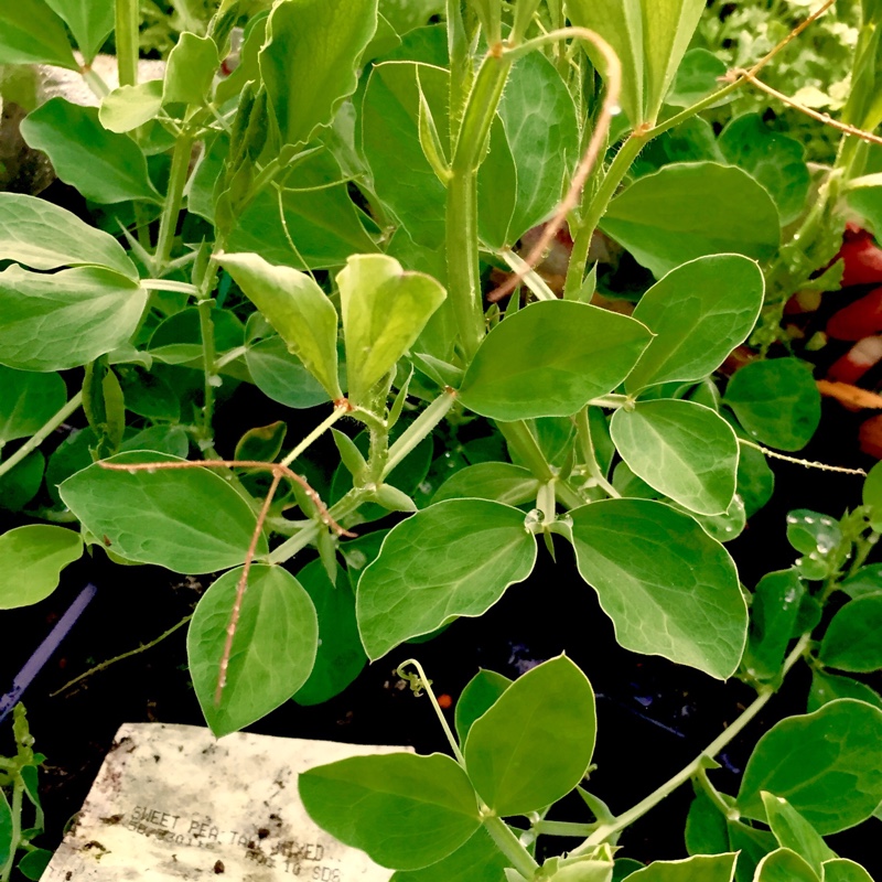 Plant image Lathyrus Odoratus 'Cupani'
