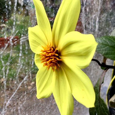 Dahlia 'Knockout' syn. Dahlia 'Mystic Illusion', Dahlia 'Mystic Sun', Dahlia 'Mystic Knockout', Dahlia 'Mystic Ladies Knockout'
