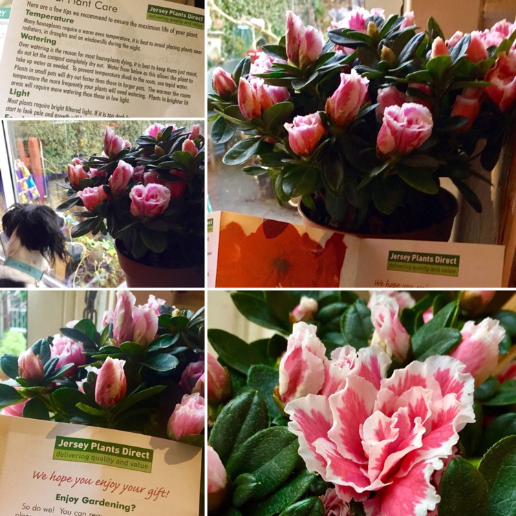 Plant image Rhododendron 'Belgian Hybrids'