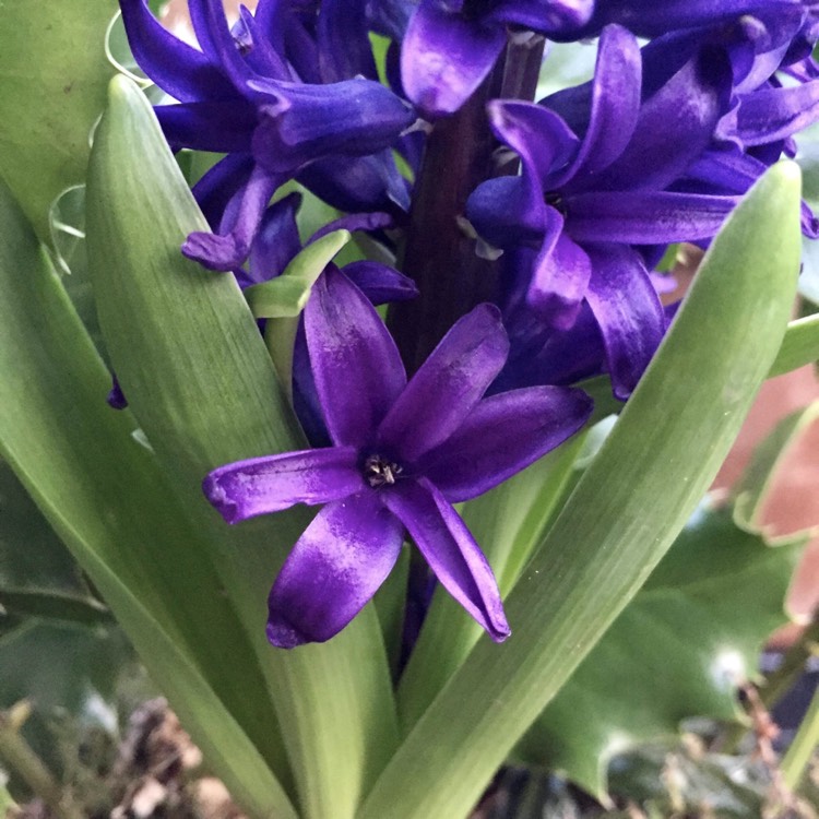 Plant image Muscari armeniacum