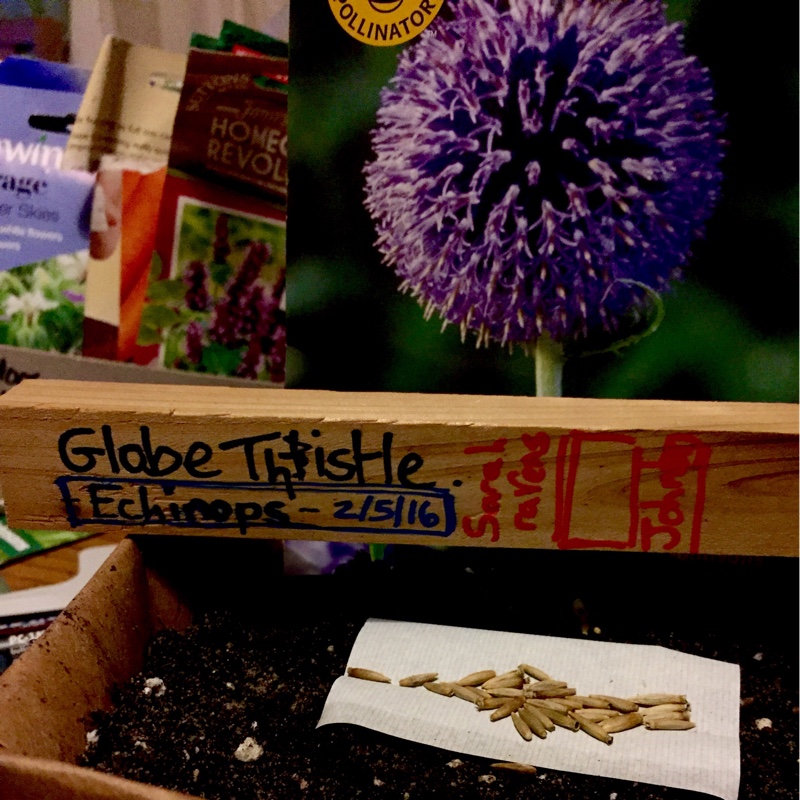 Echinops