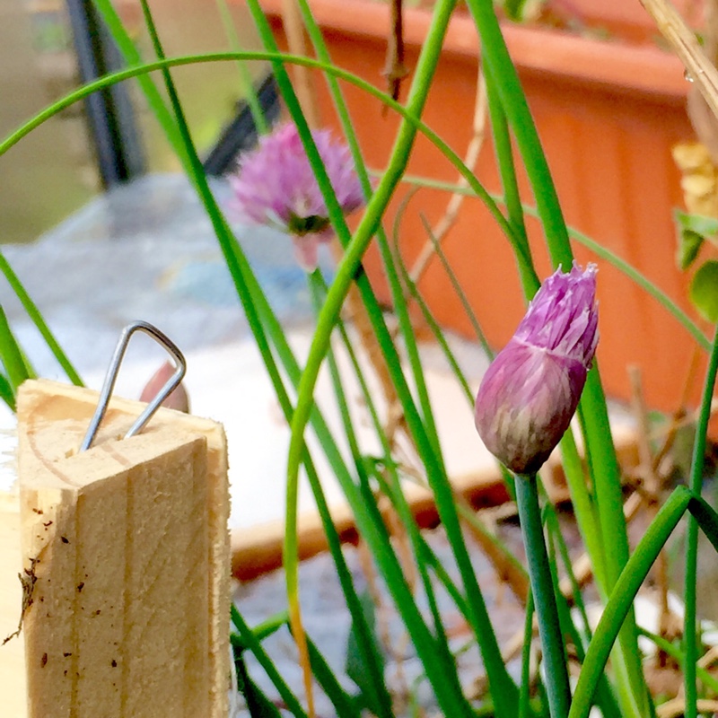 Plant image Allium schoenoprasum