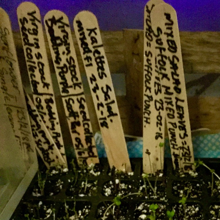 Plant image Brassica oleracea