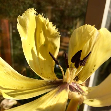 Tulipa
