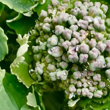 Brassica oleracea (Italica Group) 'Summer Purple'