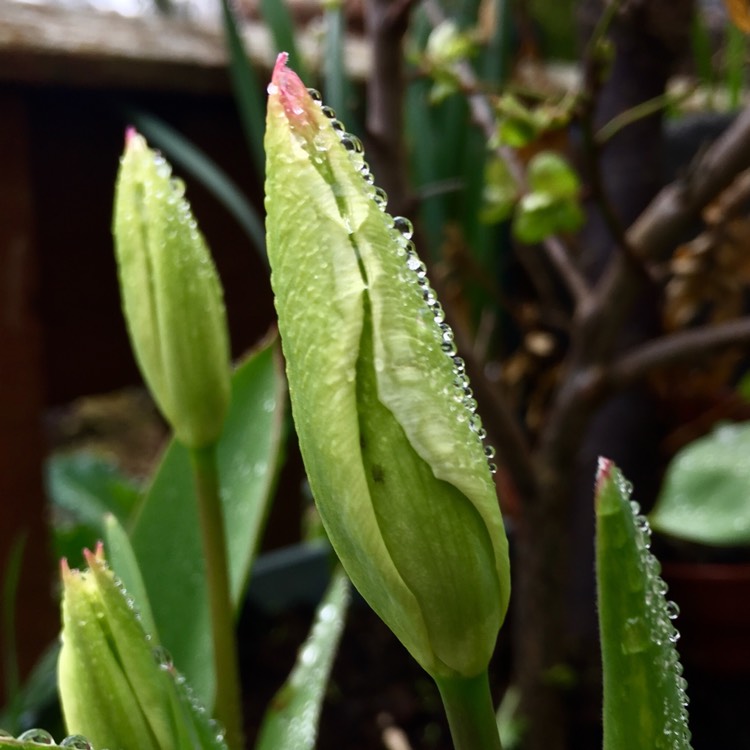plant image 656629