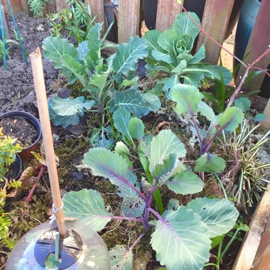Brassica Oleracea var. Italica 'Autumn Spear'