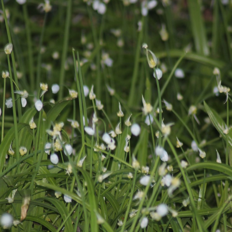 Plant image Allium canadense