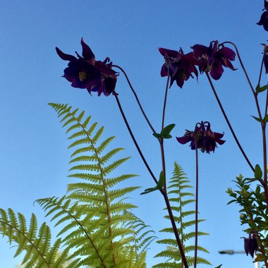 Aquilegia