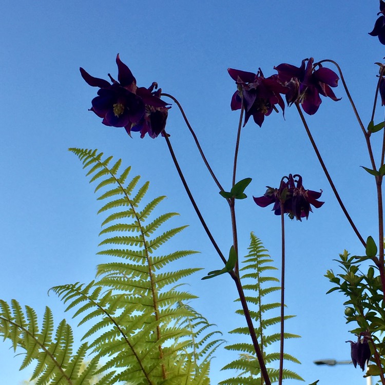 plant image 710477