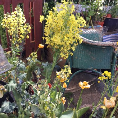 Brassica Oleracea var. Italica 'Autumn Spear'