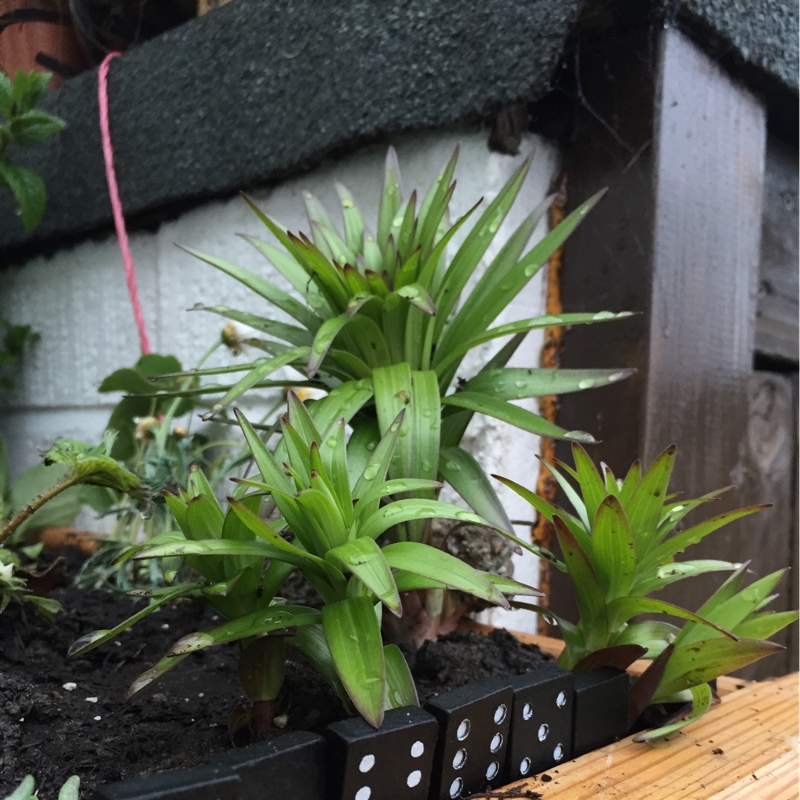 plant image 71697