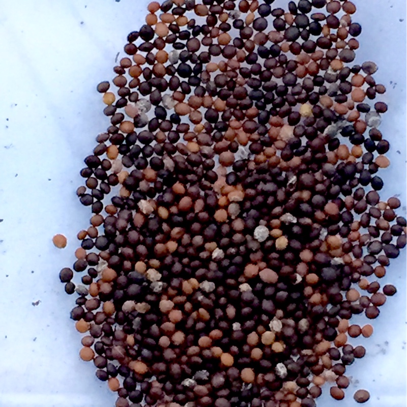 Plant image Thymus Vulgaris 'Montana'