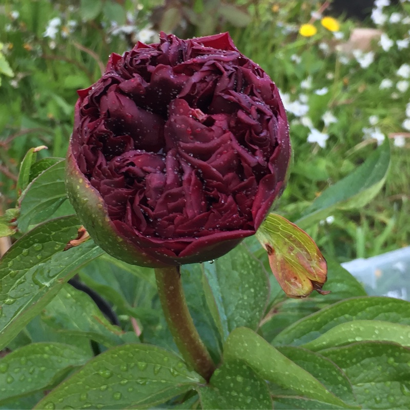 plant image 73716