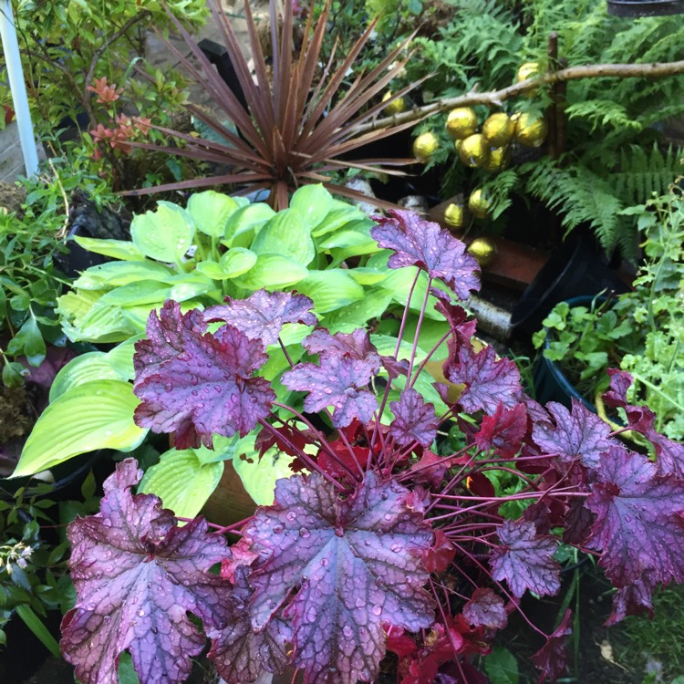 plant image 737266 plant image 737266