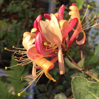Lonicera periclymenum 'Belgica Select'
