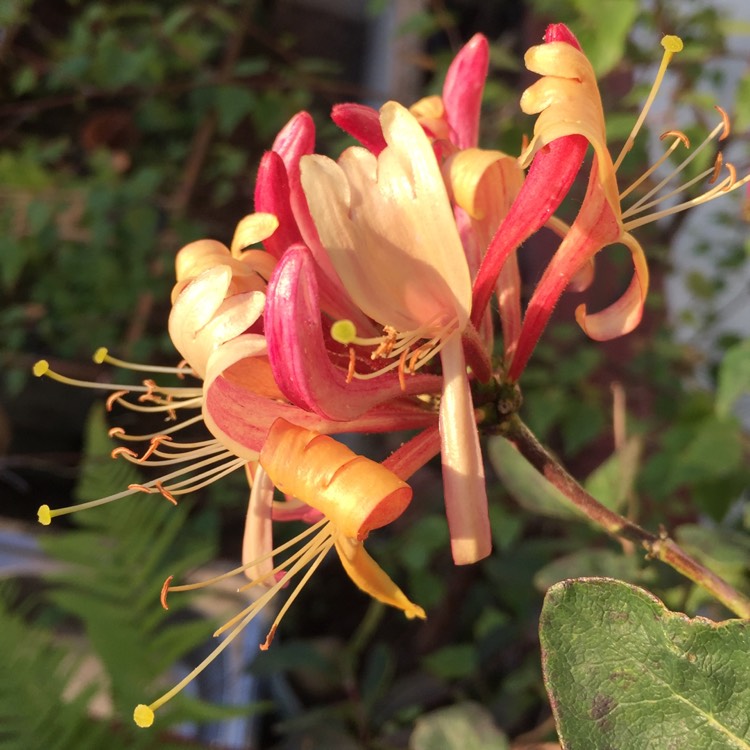 Plant image Lonicera periclymenum 'Belgica Select'
