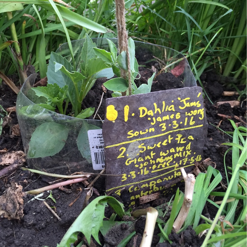 plant image 77931 plant image 77931